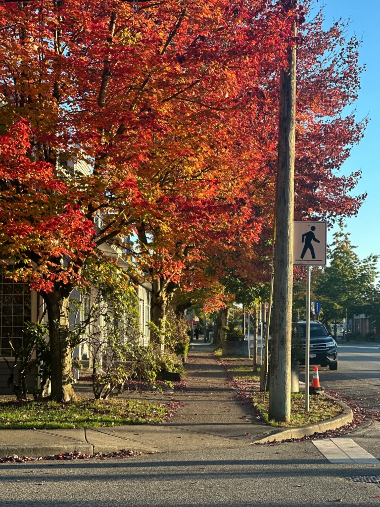 Tree-lined street in Surrey, BC with autumn colors highlighting the beauty of Canadian neighborhoods.